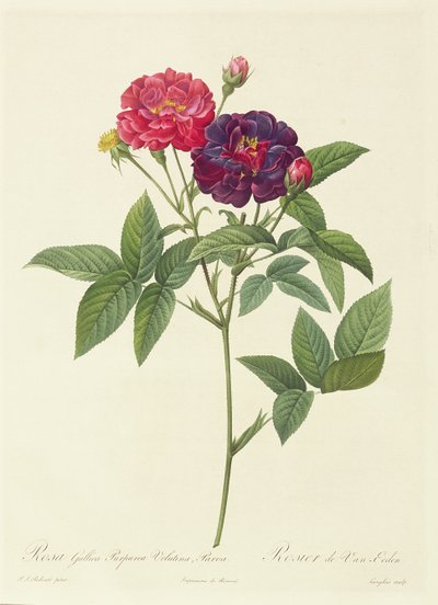 Rosa Gallica Purpurea Velutina, Parva by Pierre Joseph Redouté